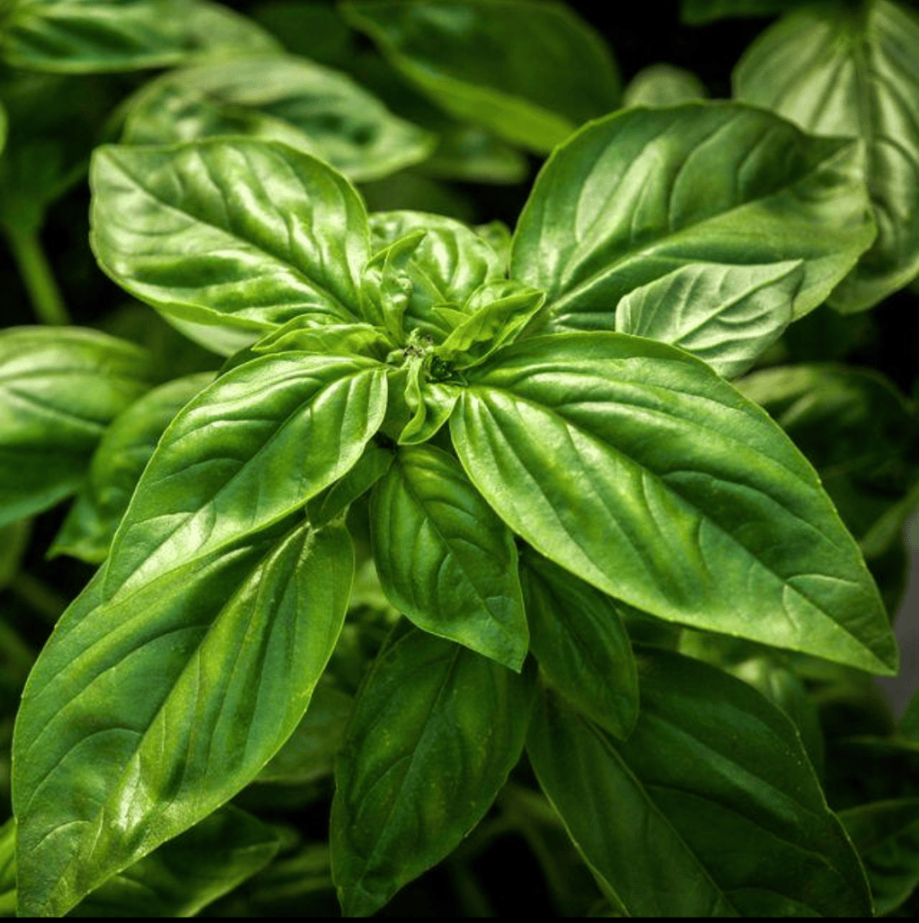 Basil 100% Guide: From Fun Facts to DIY Natural Fruit Fly&nbsp;Repellent