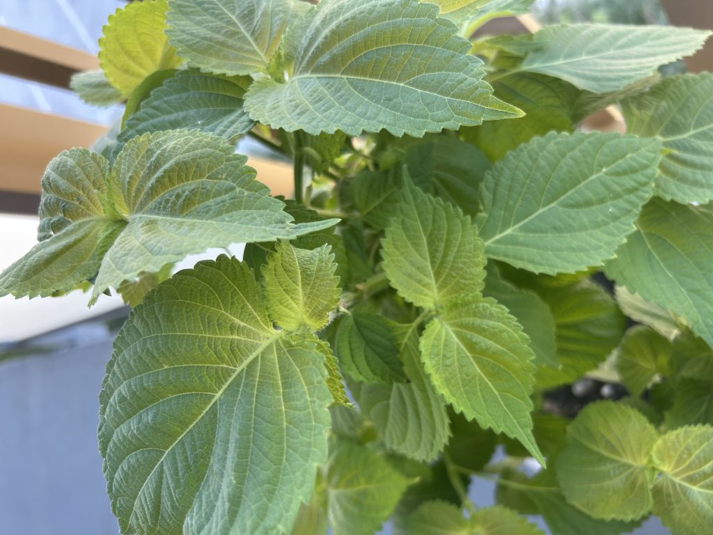 타임[Thyme],바질[Basil],오레가노[Oregano],깻잎[Perilla leaf] 키우기.